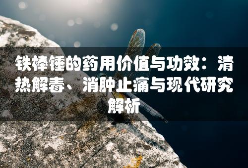 铁棒锤的药用价值与功效：清热解毒、消肿止痛与现代研究解析