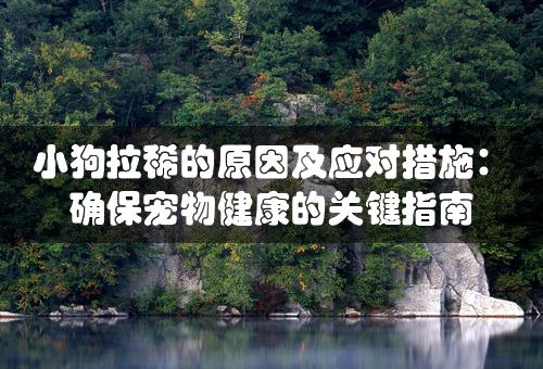 小狗拉稀的原因及应对措施：确保宠物健康的关键指南