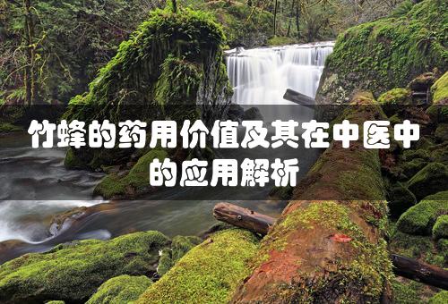 竹蜂的药用价值及其在中医中的应用解析