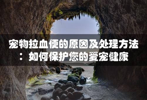 宠物拉血便的原因及处理方法：如何保护您的爱宠健康