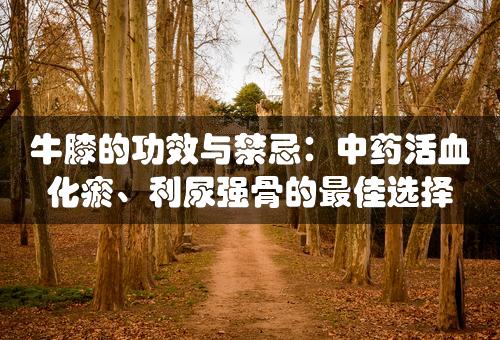 牛膝的功效与禁忌：中药活血化瘀、利尿强骨的最佳选择