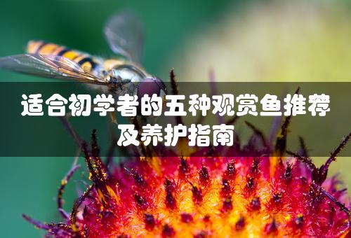 适合初学者的五种观赏鱼推荐及养护指南