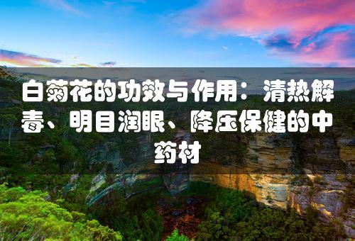 白菊花的功效与作用：清热解毒、明目润眼、降压保健的中药材