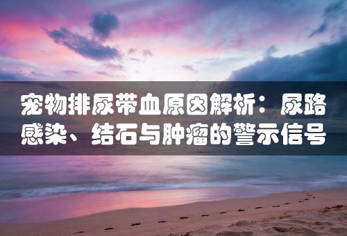 宠物排尿带血原因解析：尿路感染、结石与肿瘤的警示信号