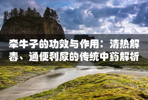 牵牛子的功效与作用：清热解毒、通便利尿的传统中药解析