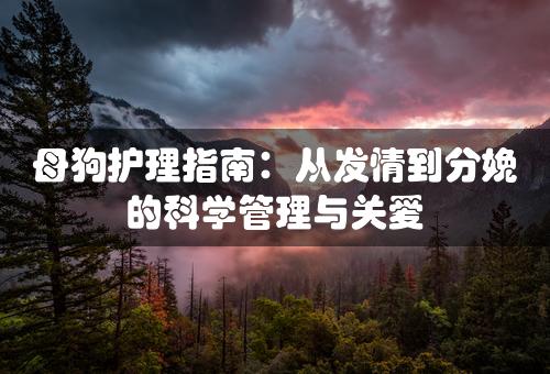 母狗护理指南：从发情到分娩的科学管理与关爱